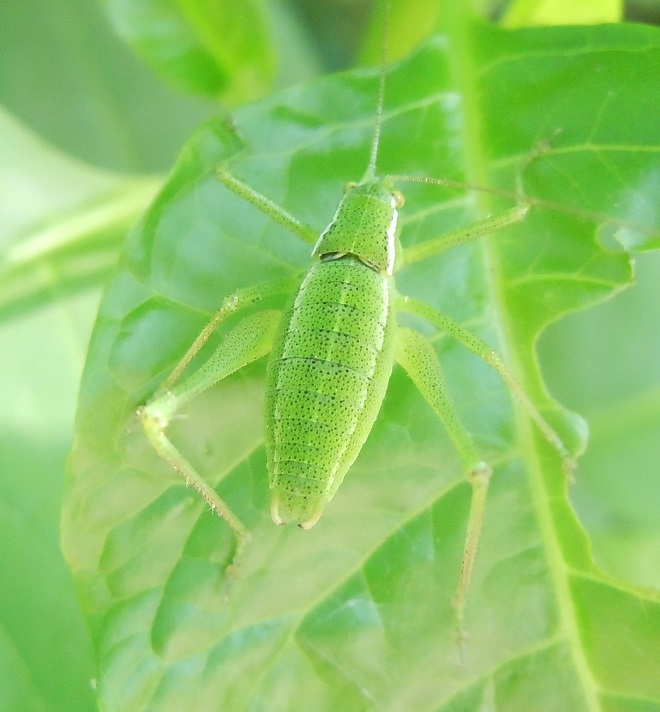 Phaneropteridae: Poecilimon jonicus superbus , maschio sub-adulto