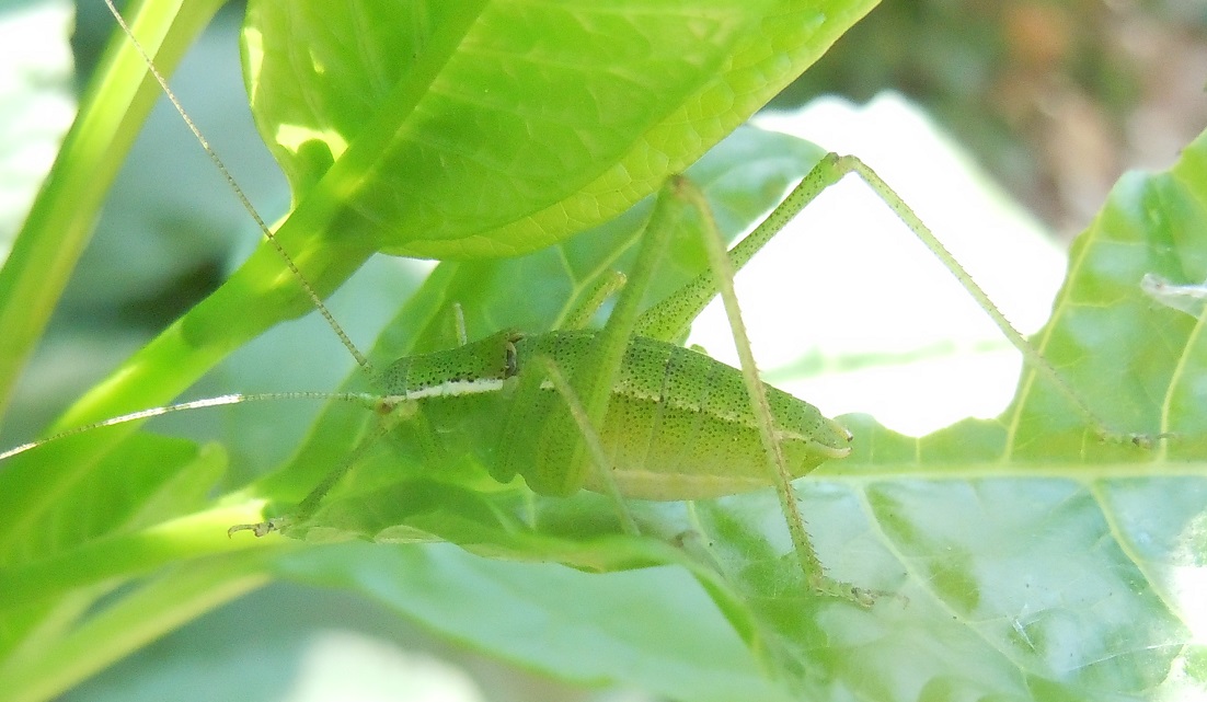 Phaneropteridae: Poecilimon jonicus superbus , maschio sub-adulto