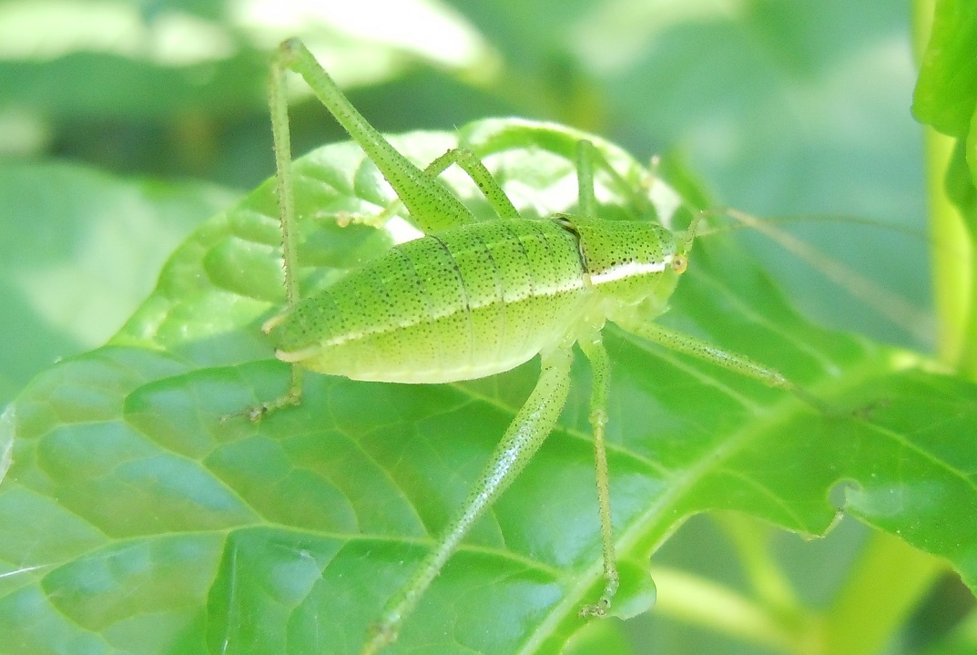 Phaneropteridae: Poecilimon jonicus superbus , maschio sub-adulto