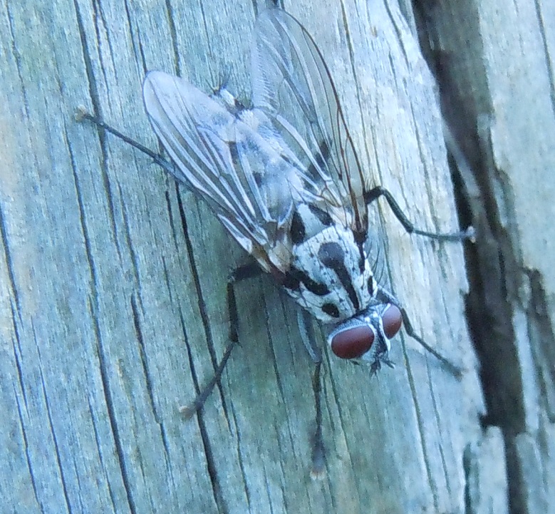 Anthomyiidae: Eustalomyia hilaris, maschio?  S !