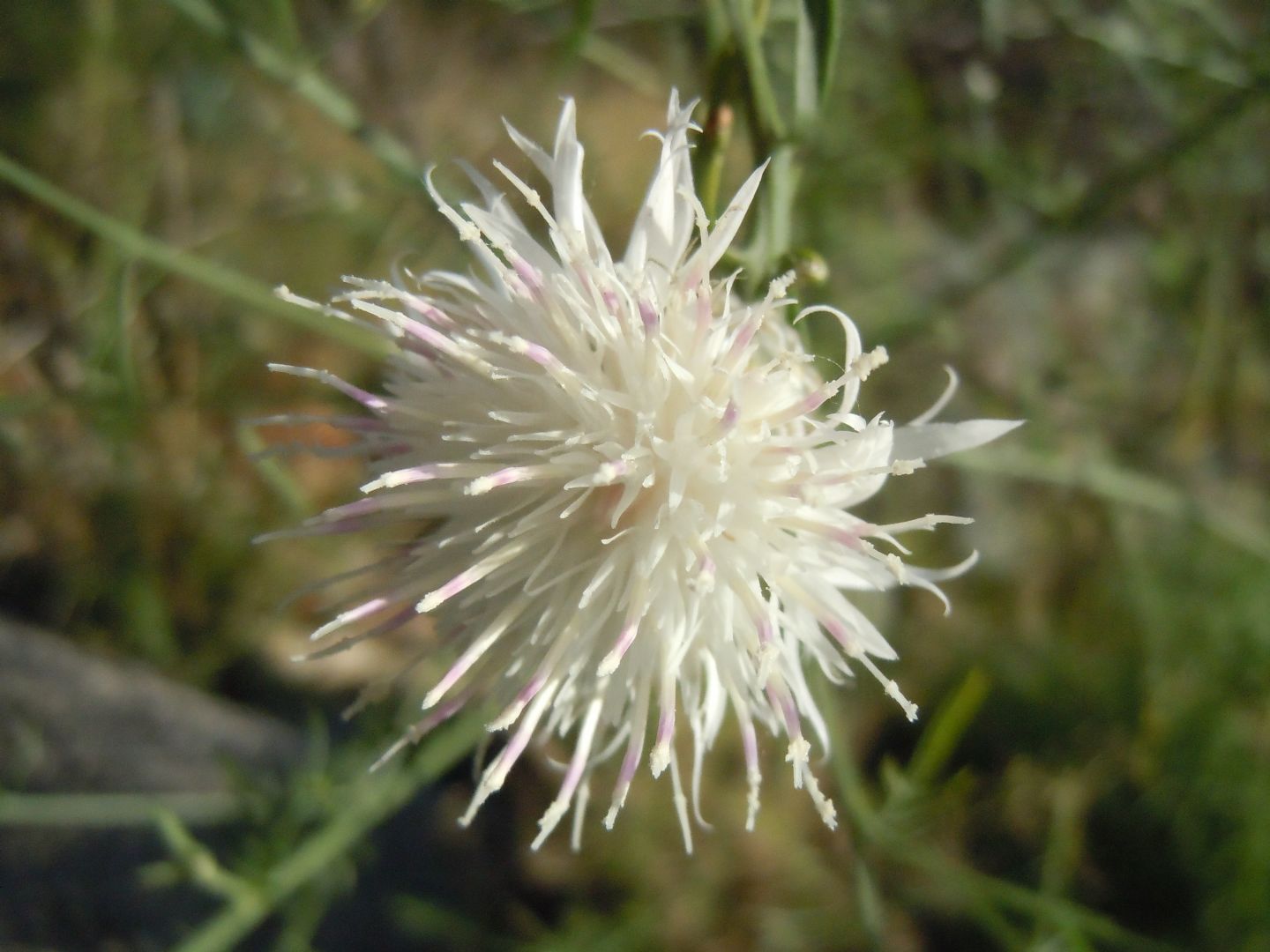 Centaurea deusta / Fiordaliso cicalino