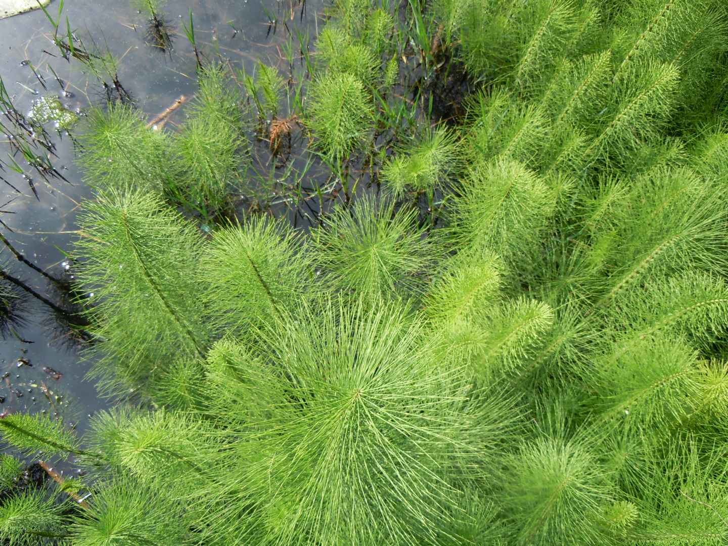 Equisetum telmateia