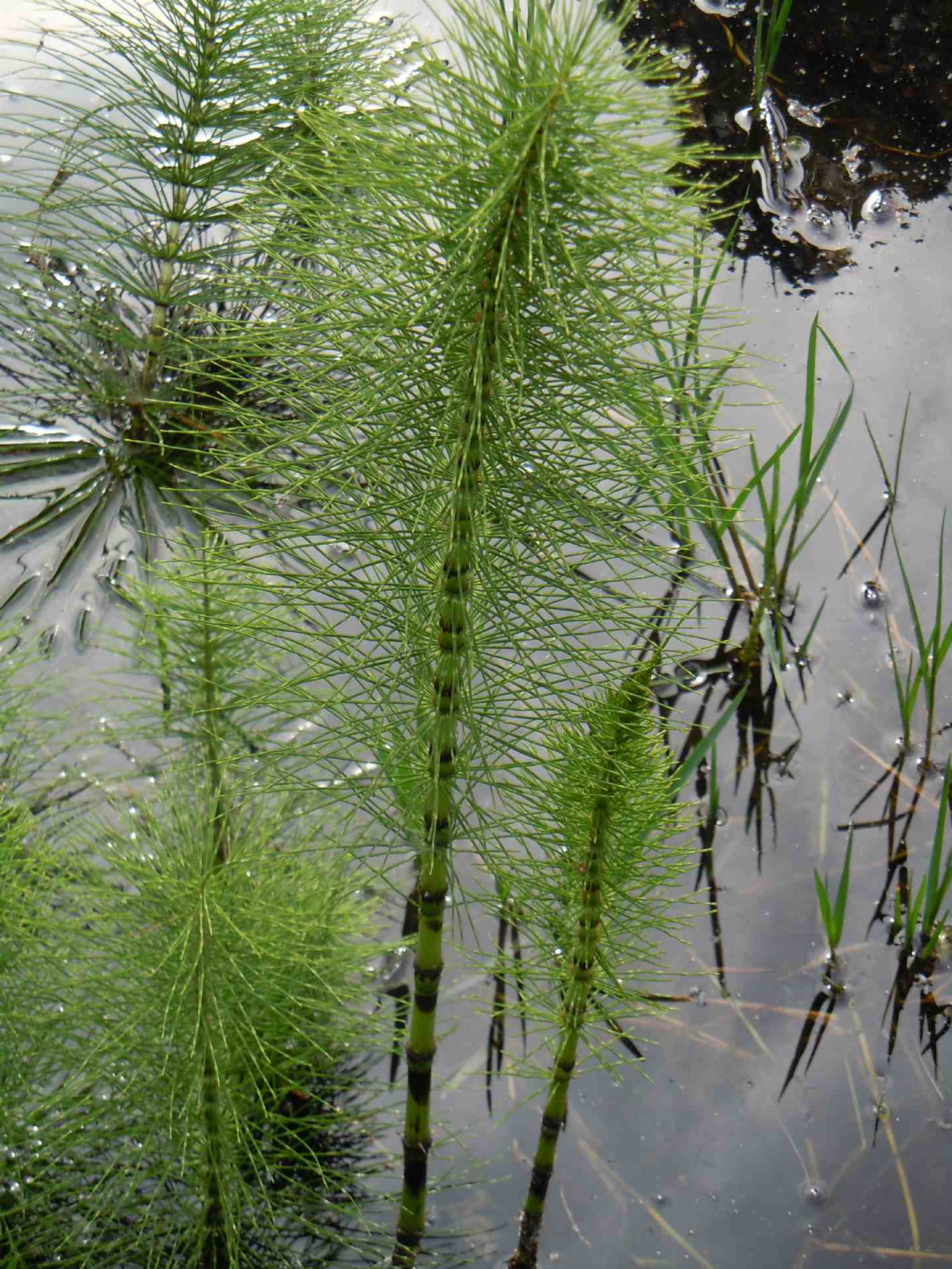 Equisetum telmateia