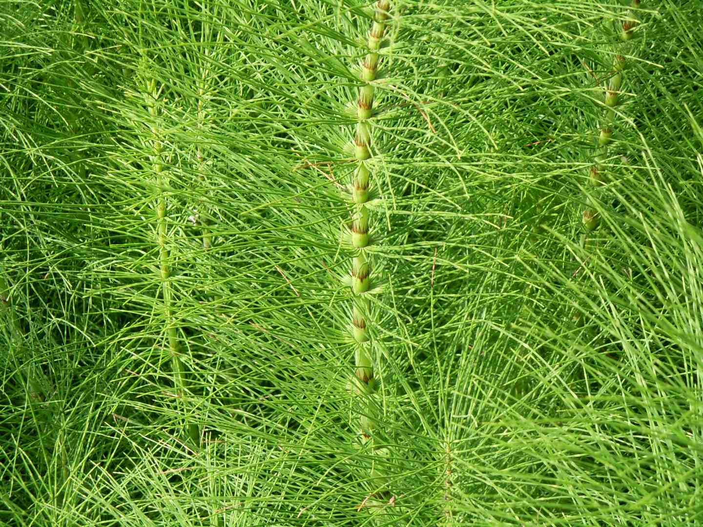 Equisetum telmateia