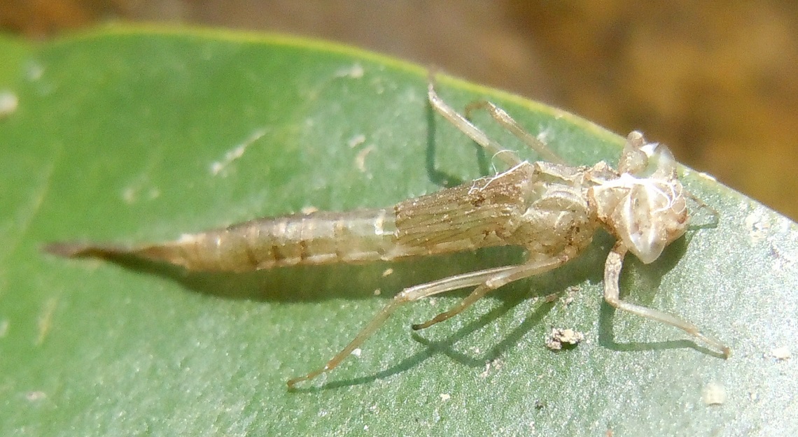 Exuvia di Ischnura elegans?  Forse...