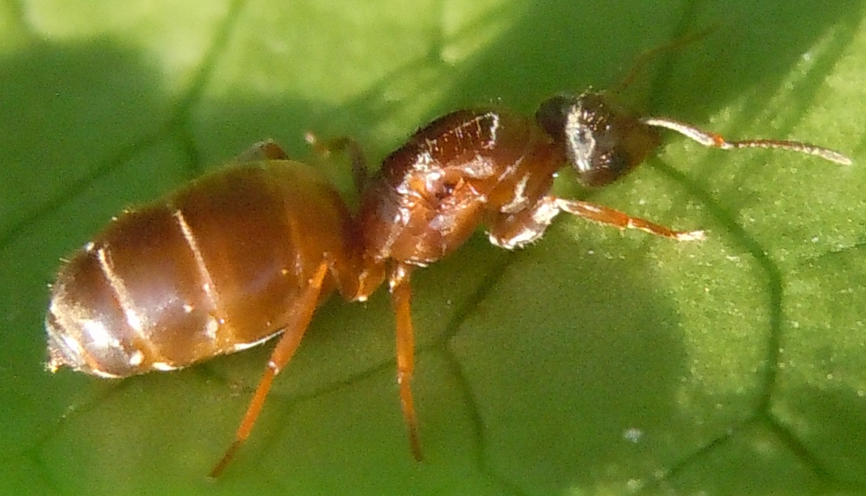 Regina di Lasius?  S, Lasius cfr. brunneus