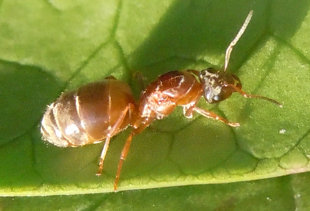 Regina di Lasius?  S, Lasius cfr. brunneus