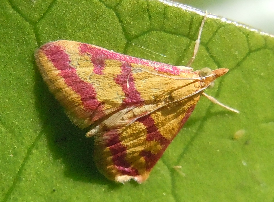 Pyrausta sanguinalis (Crambidae)? S