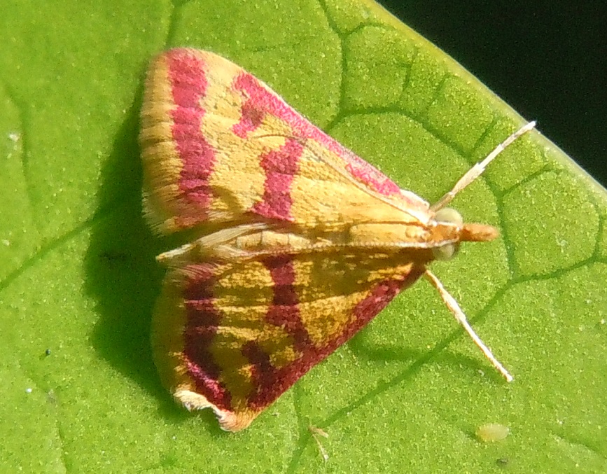 Pyrausta sanguinalis (Crambidae)? S