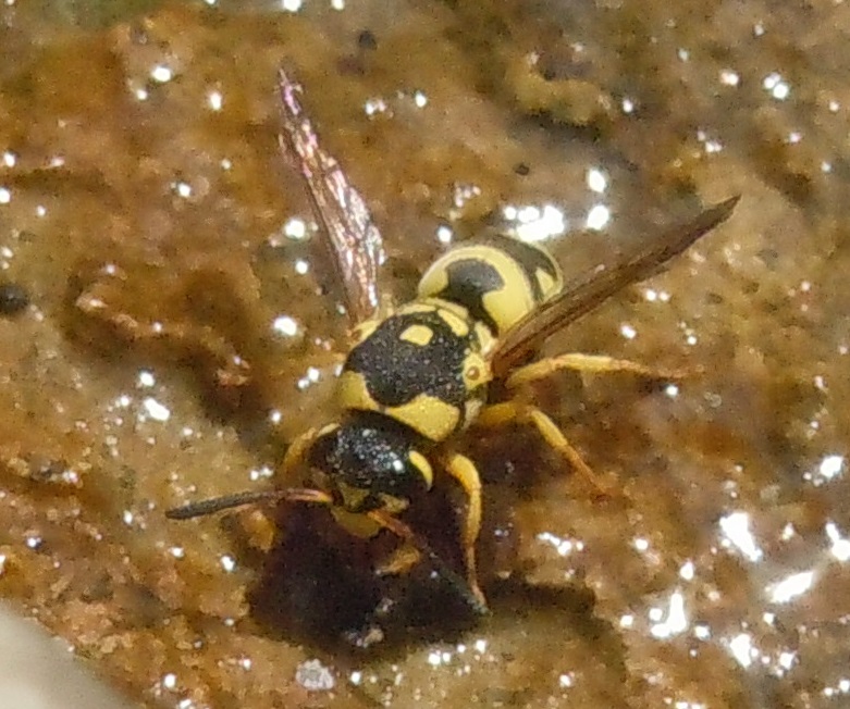 Vespidae Eumeninae: Euodynerus disconotatus