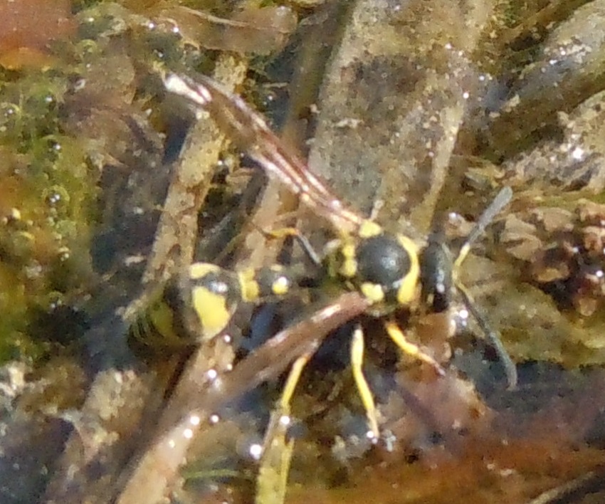 Eumenes sp., Vespidae Eumeninae