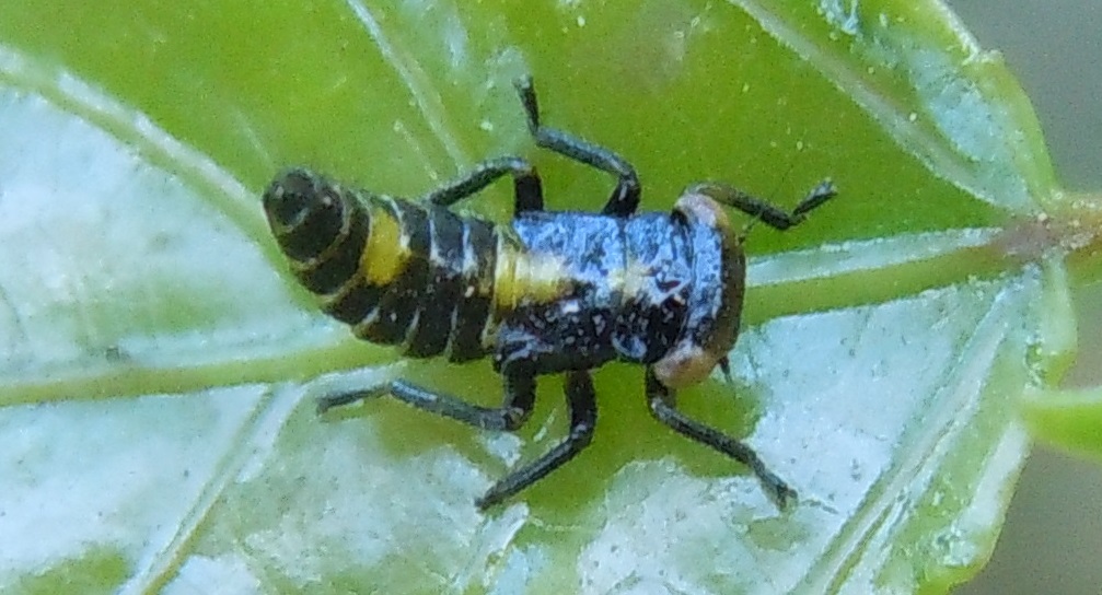 ninfa di Rhytidodus decimusquartus (Cicadellidae)