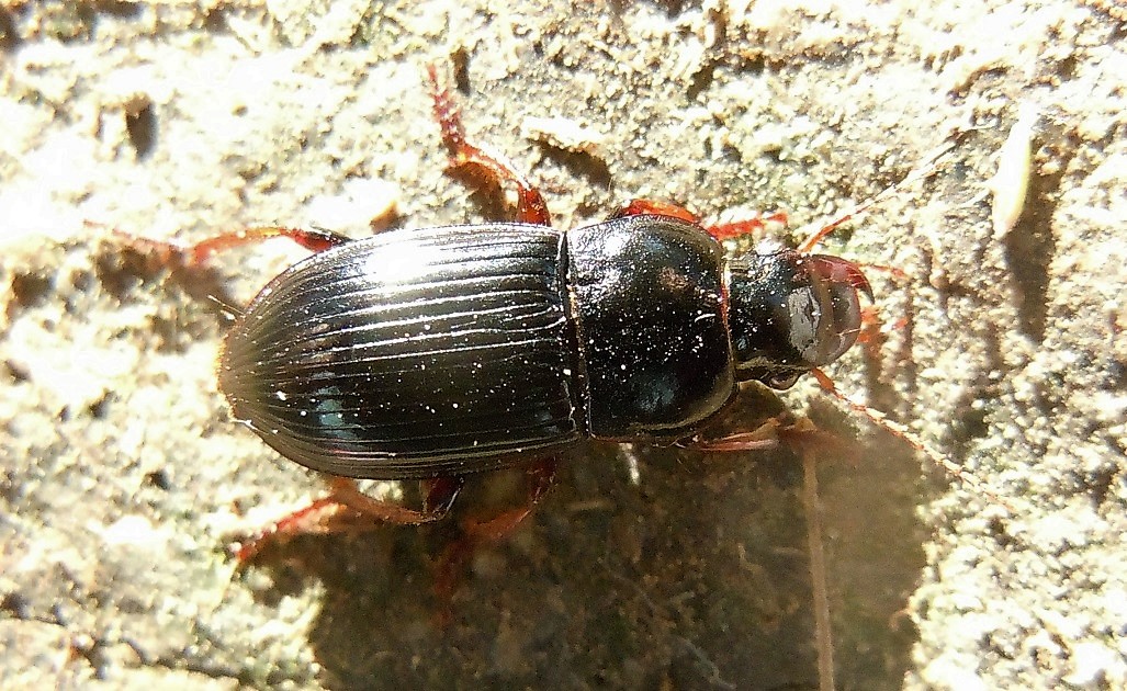 Harpalus?  ... H. cfr. tardus