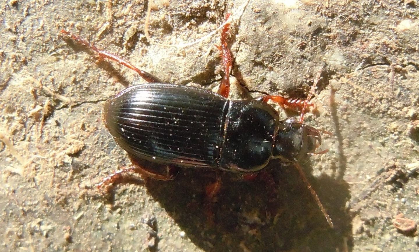 Harpalus?  ... H. cfr. tardus