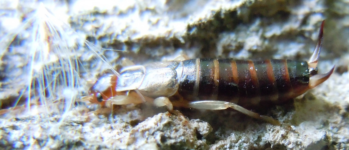 Forficula auricularia o pubescens?  Forficula decipiens, femmina