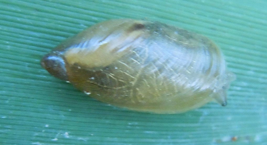 Oxyloma?