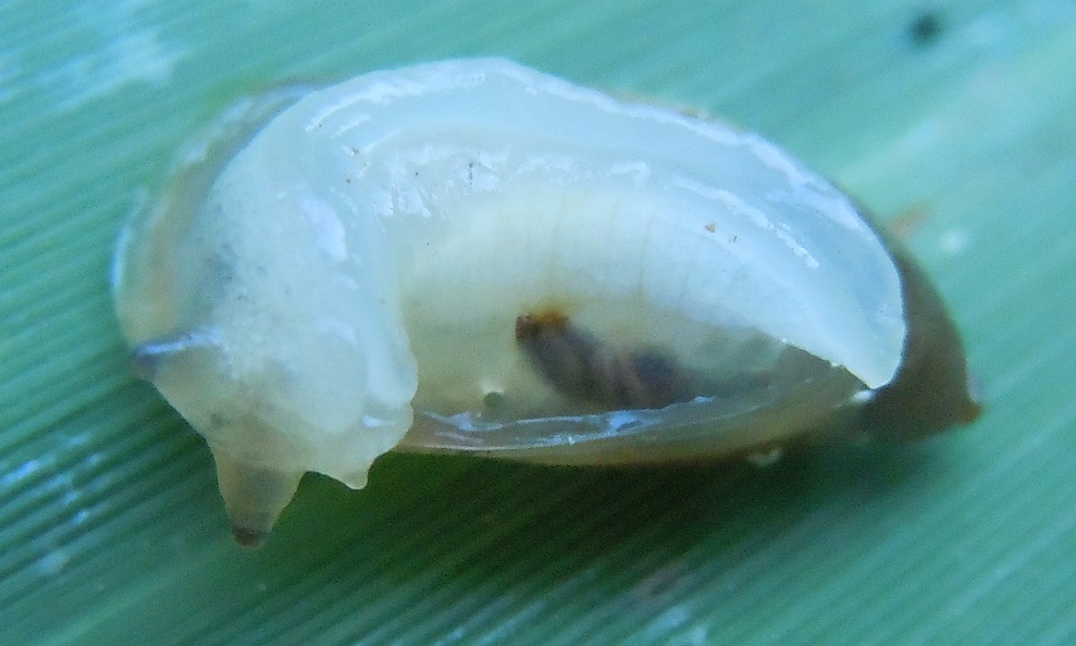 Oxyloma?