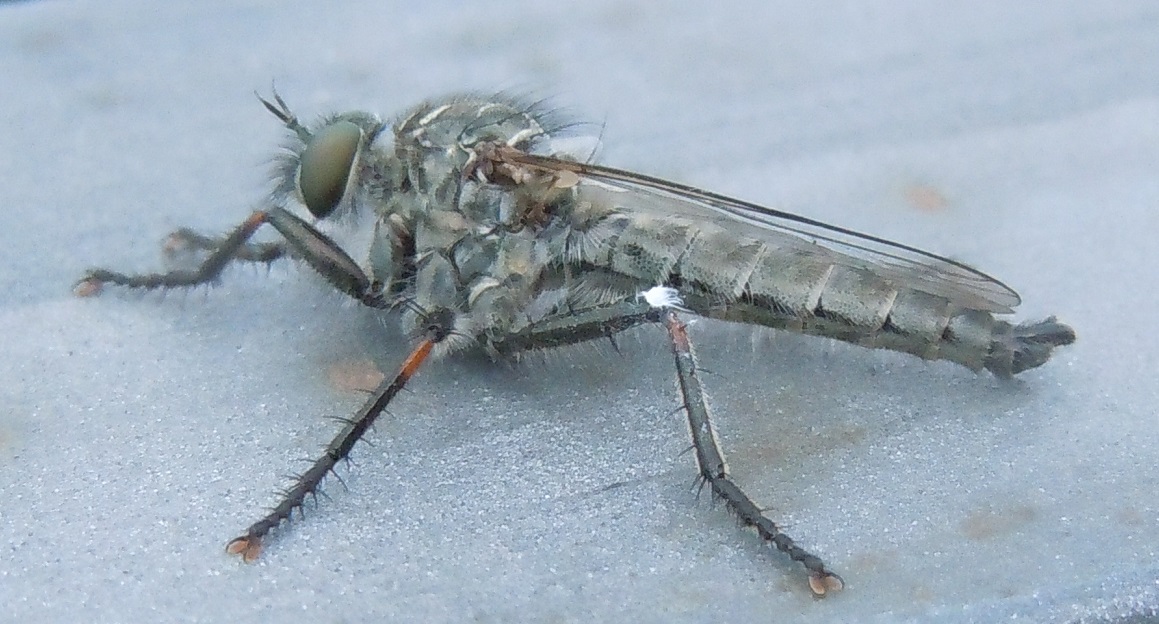 Asilidae del gruppo Machimus/Tolmerus, maschi e femmine