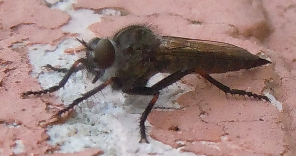 Asilidae del gruppo Machimus/Tolmerus, maschi e femmine
