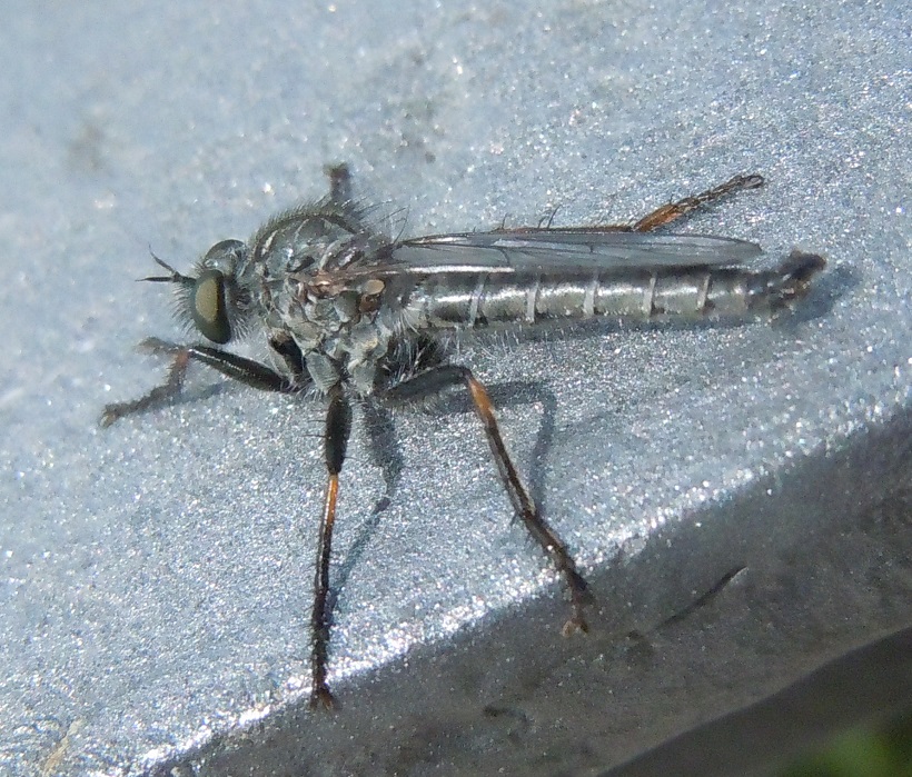 Asilidae del gruppo Machimus/Tolmerus, maschi e femmine
