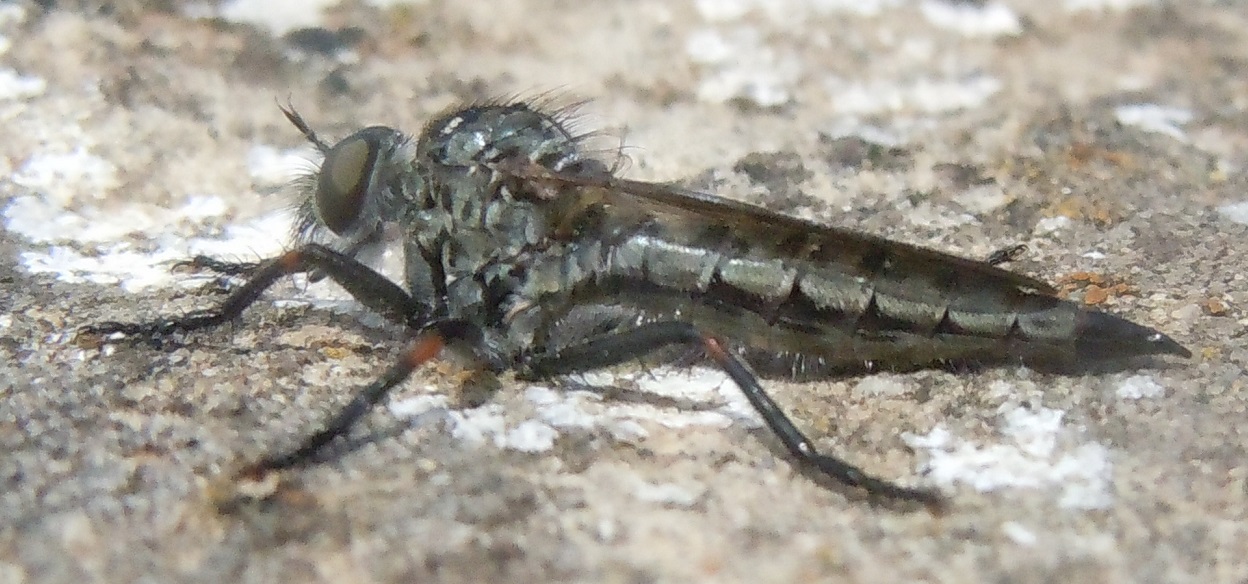 Asilidae del gruppo Machimus/Tolmerus, maschi e femmine