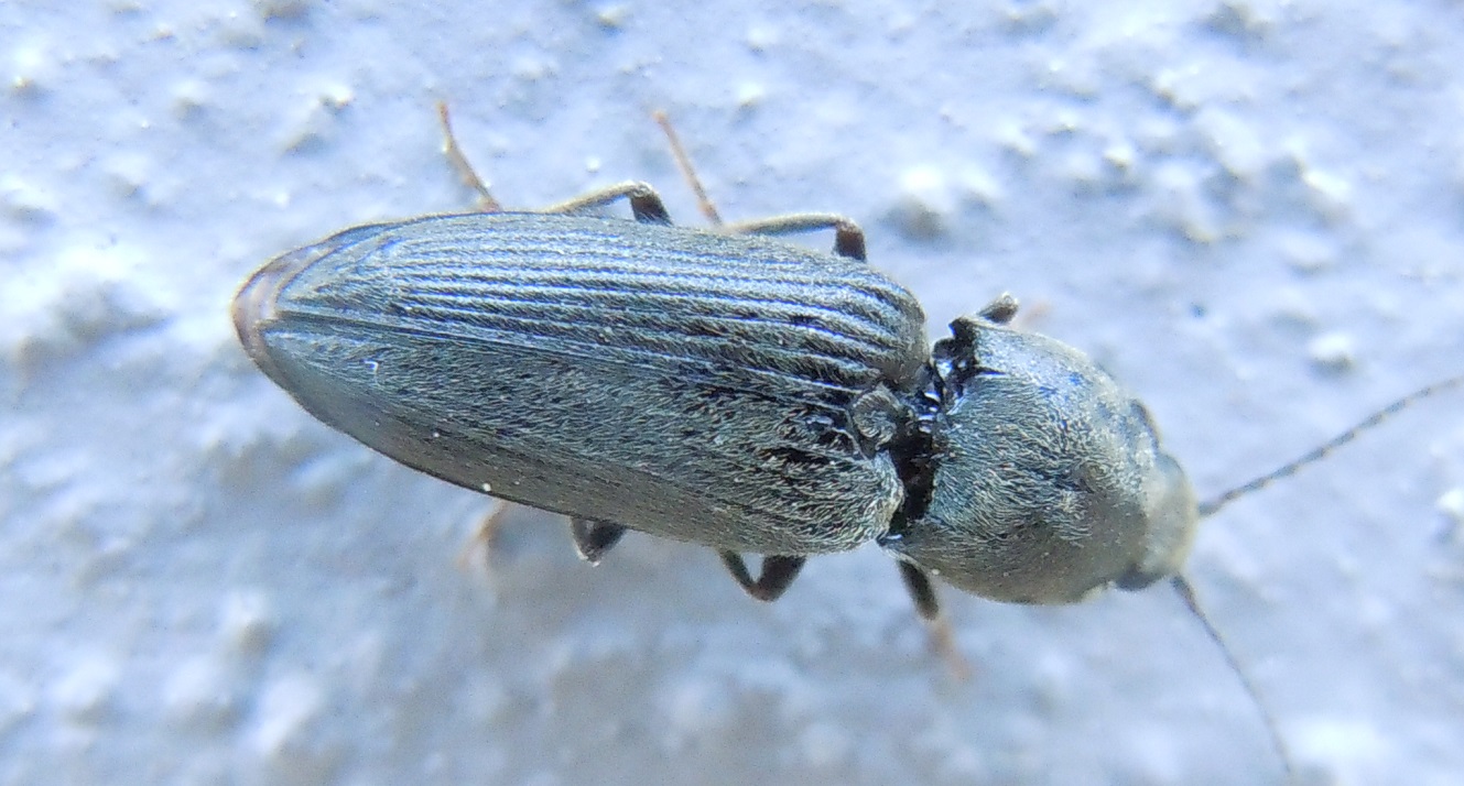 Elateridae:  Dicronychus sp. ?