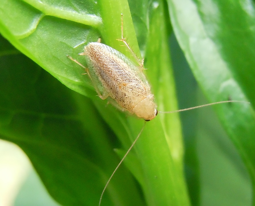 Ectobius
