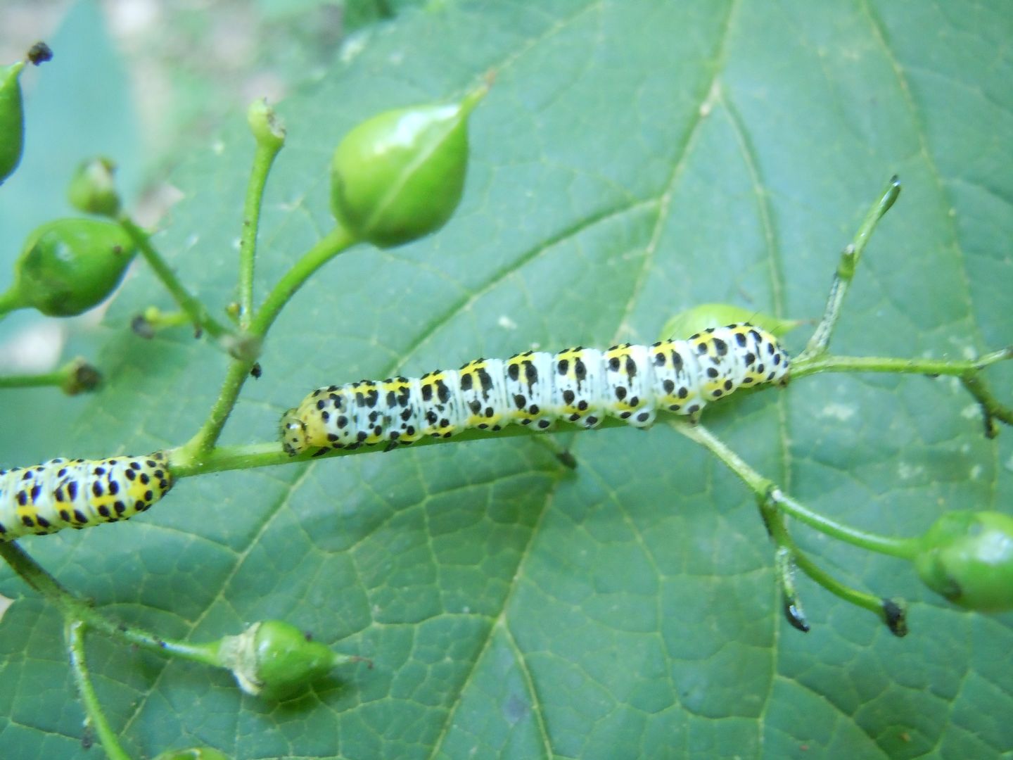 Bruco di Cucullia verbasci? S�