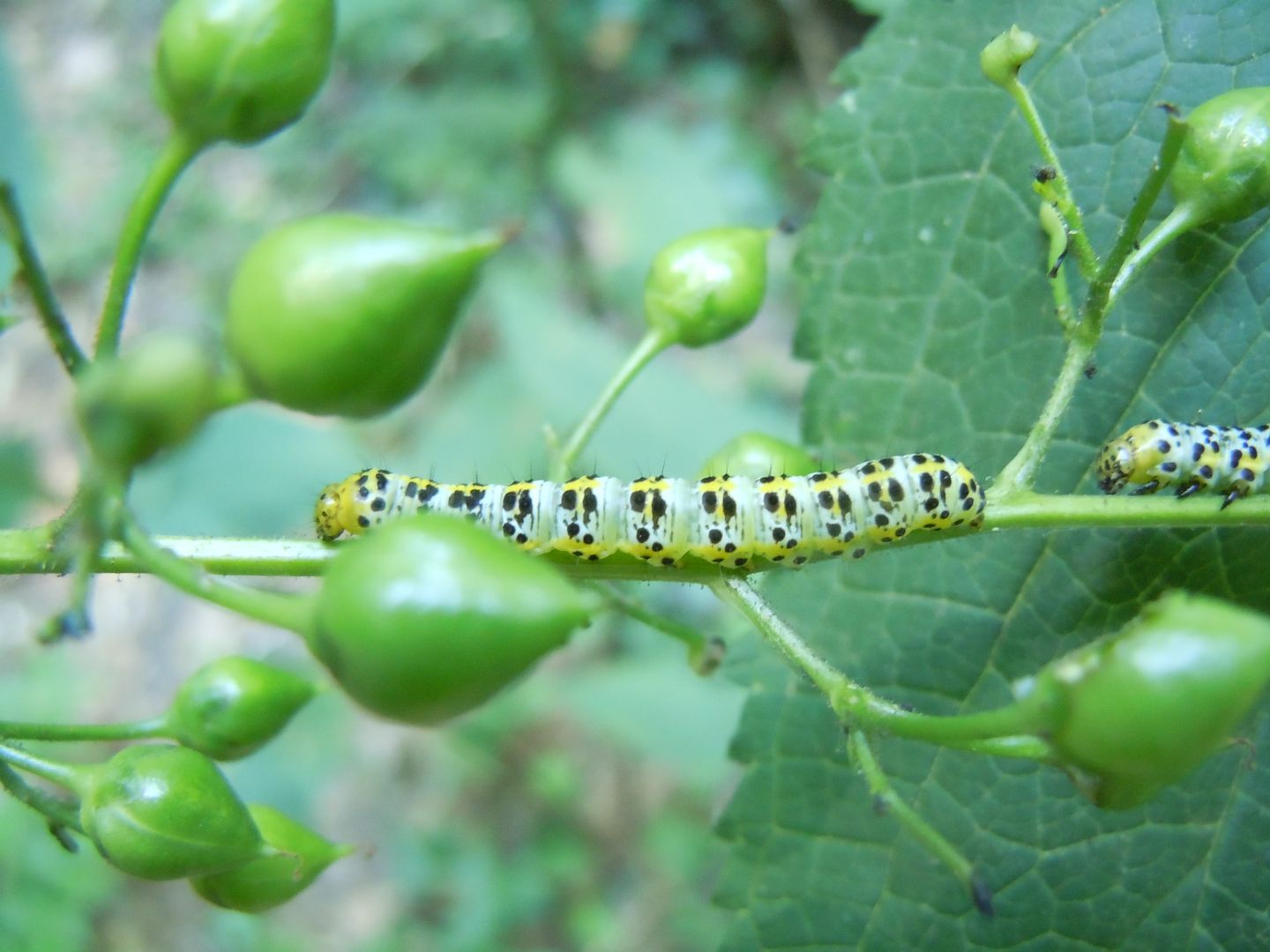 Bruco di Cucullia verbasci? S�