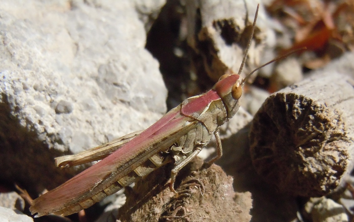 Acrididae: Chorthippus cfr. brunneus, femmina