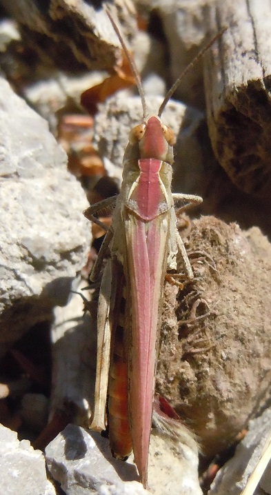 Acrididae: Chorthippus cfr. brunneus, femmina