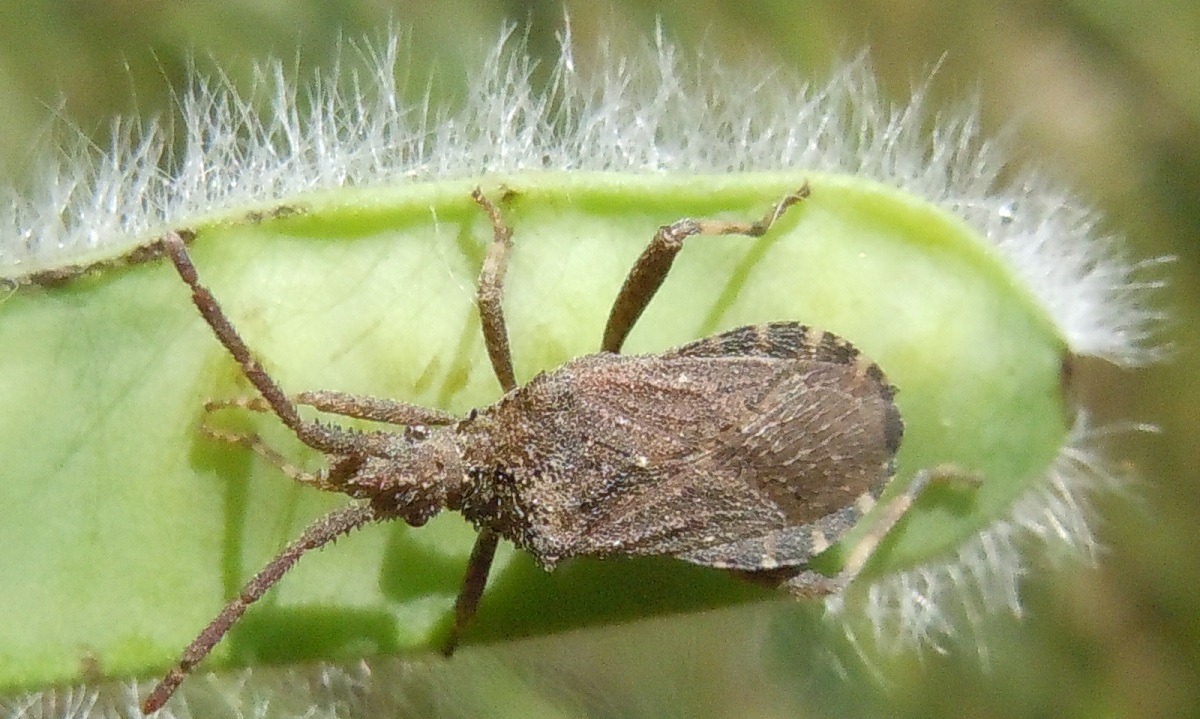 Coreidae: Bothrostethus annulipes