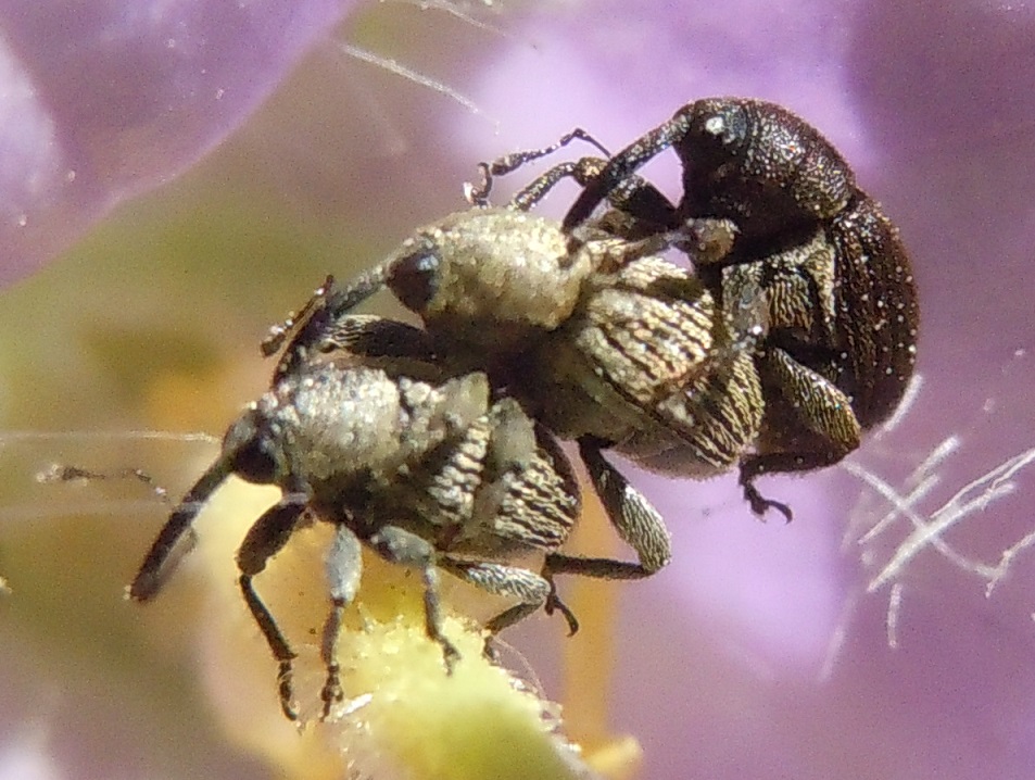 Tris di Curculionidae: Cleopomiarus graminis