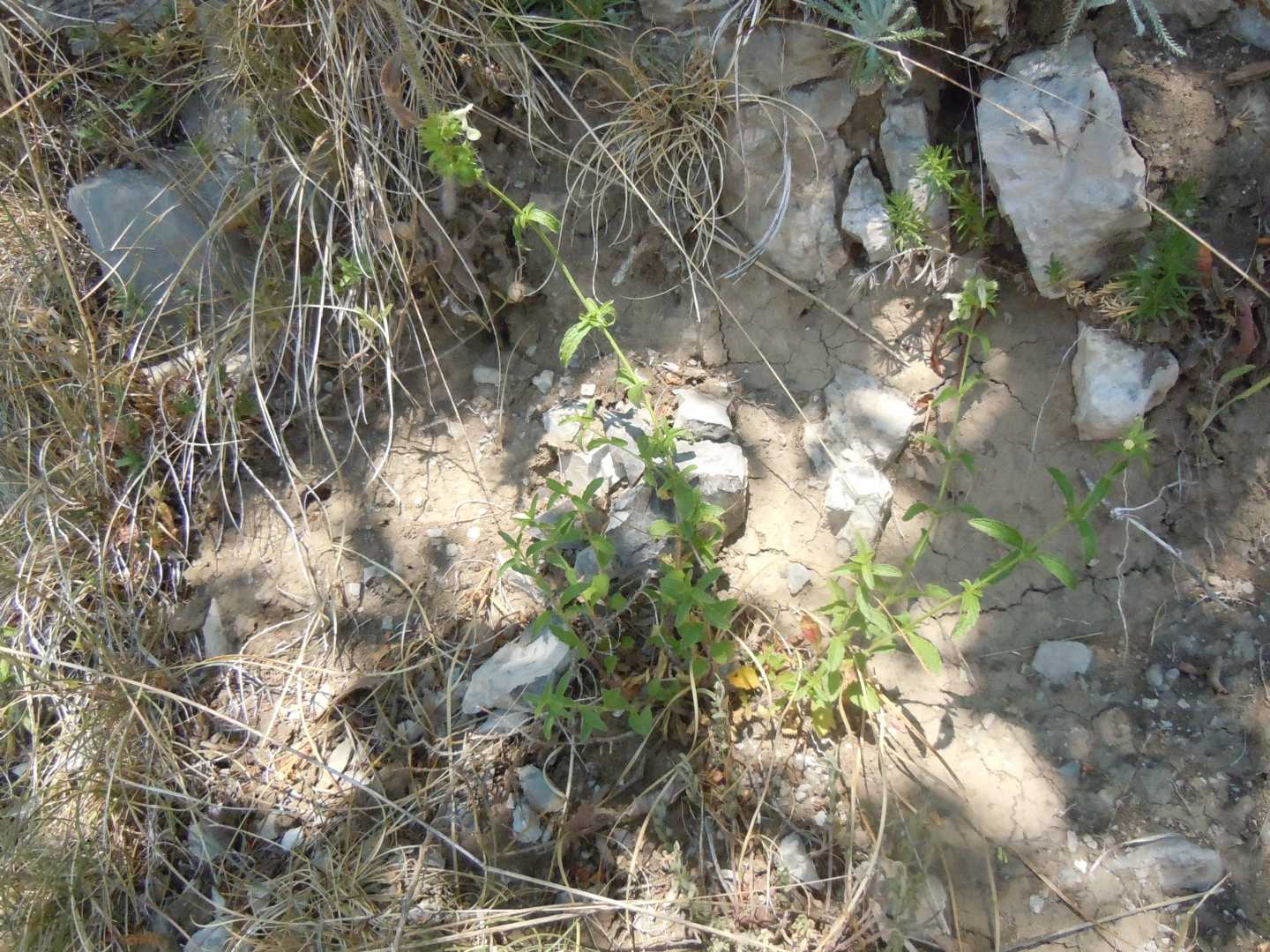 Lamiacea - Stachys recta