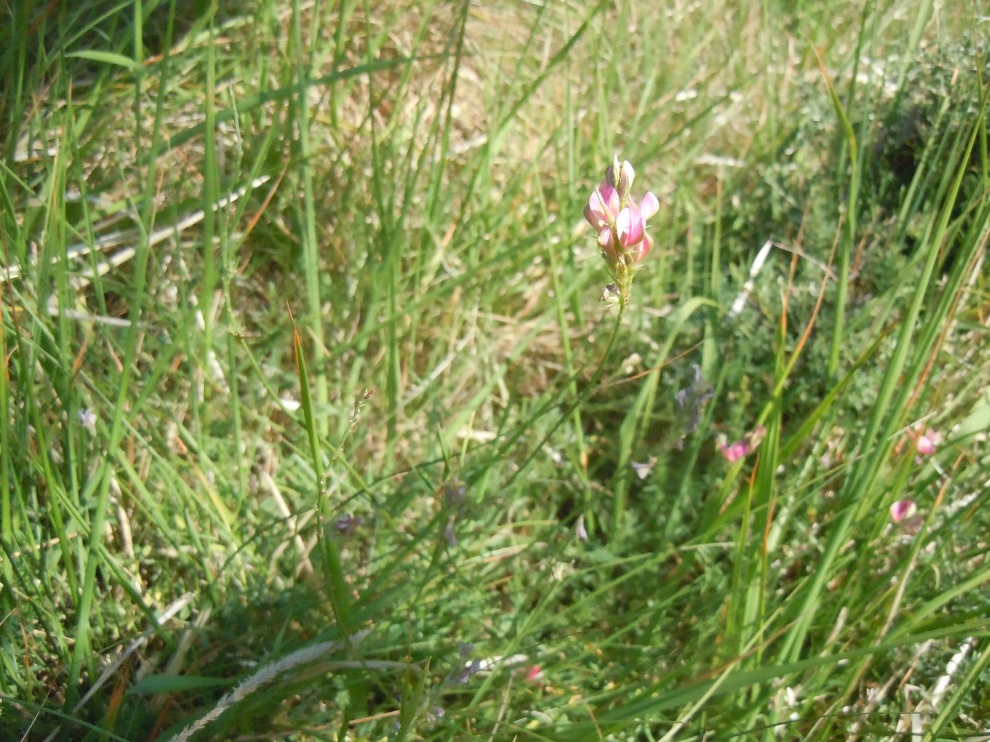 Onobrychis sp.