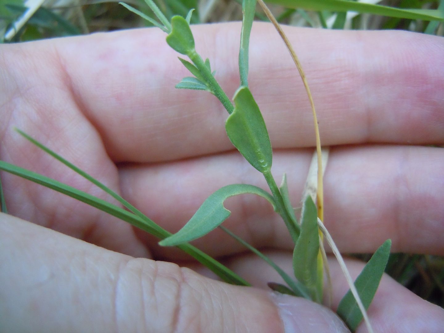 Pianta dal Faito 2 - Polygala sp.