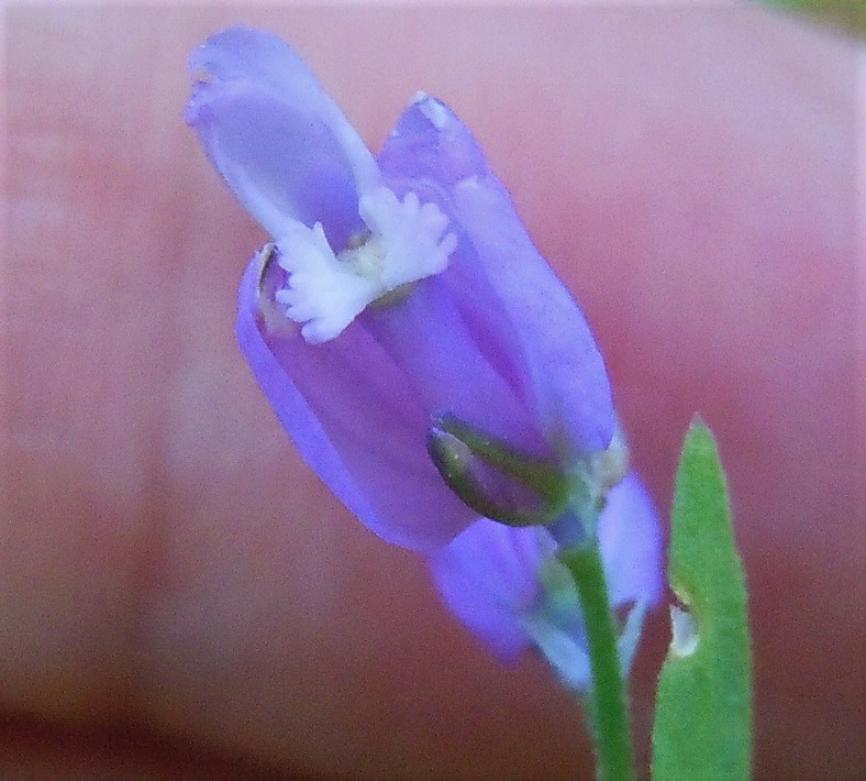 Pianta dal Faito 2 - Polygala sp.