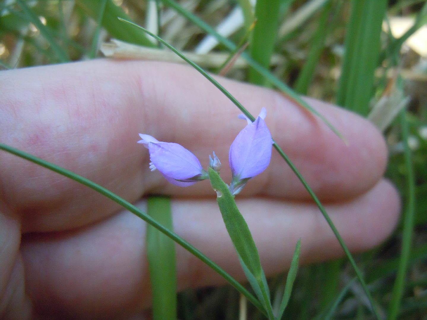 Pianta dal Faito 2 - Polygala sp.