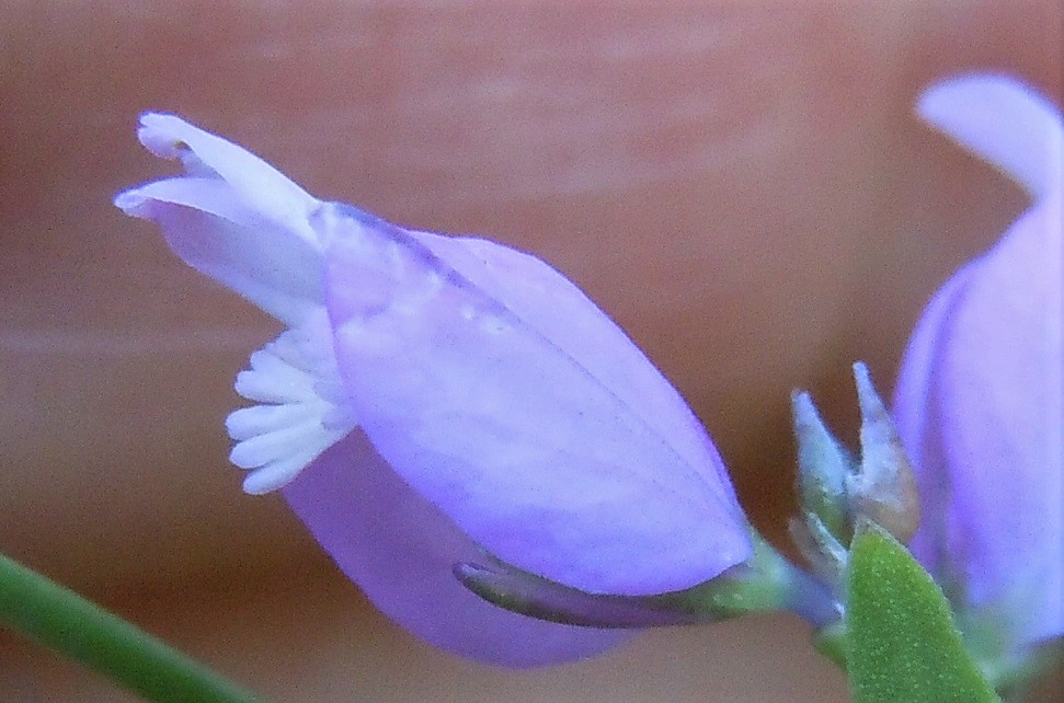 Pianta dal Faito 2 - Polygala sp.