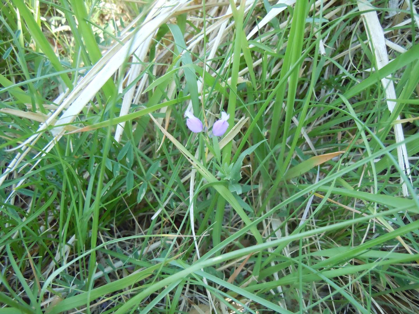 Pianta dal Faito 2 - Polygala sp.