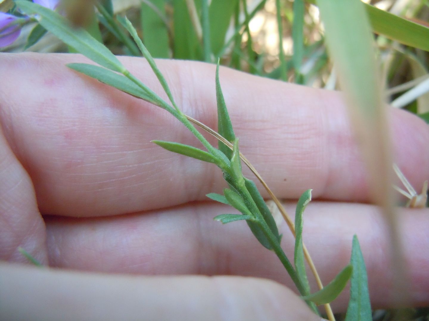 Pianta dal Faito 2 - Polygala sp.
