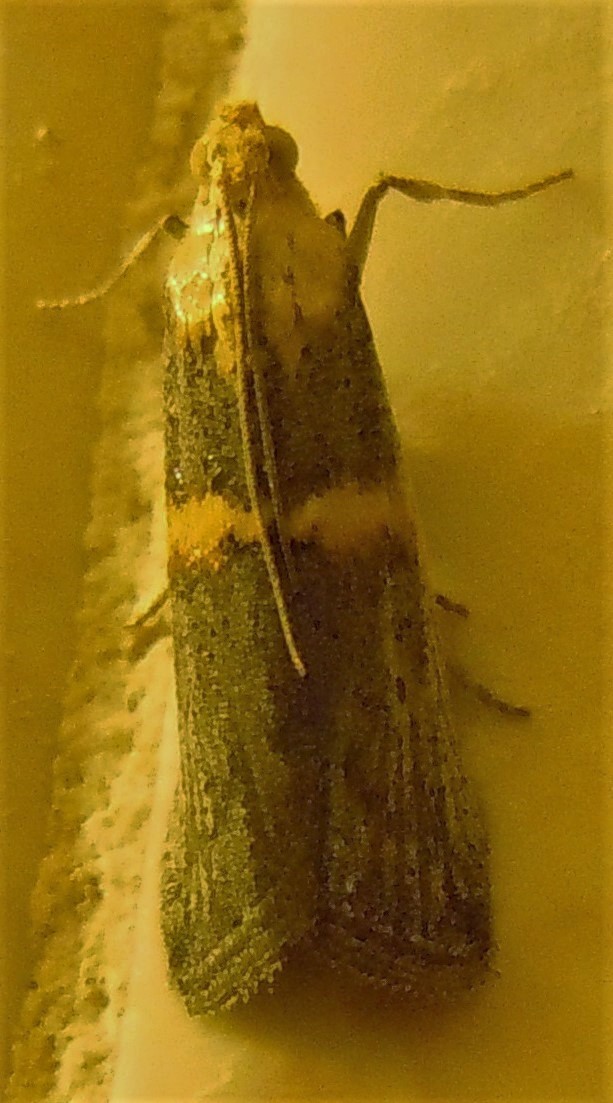 Pyralidae?