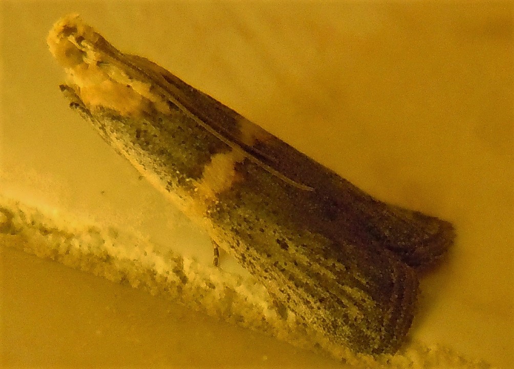 Pyralidae?
