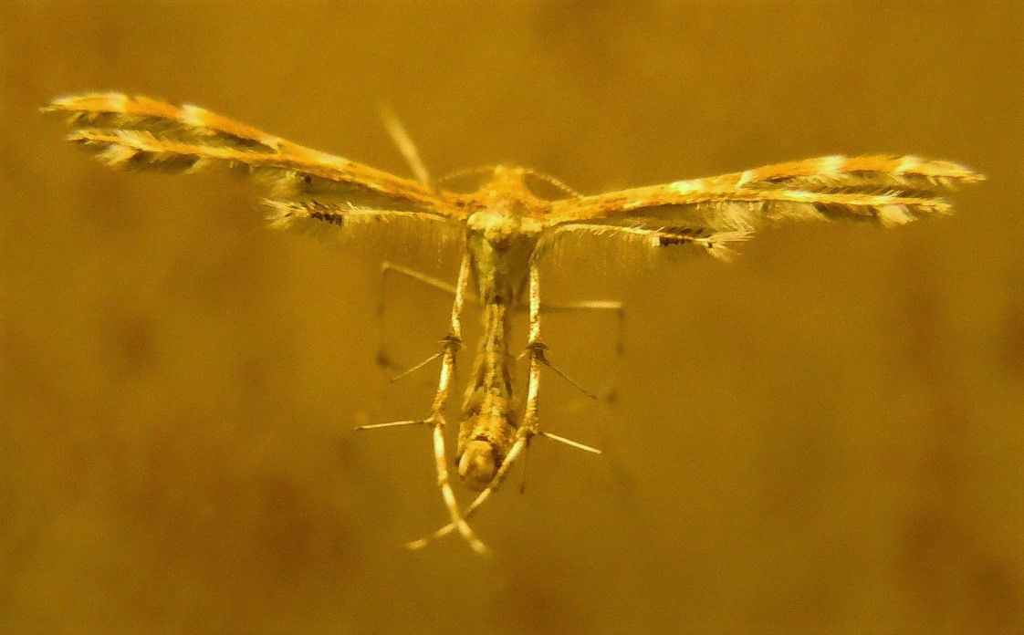 Cfr. Oxyptilus pilosellae, Pterophoridae