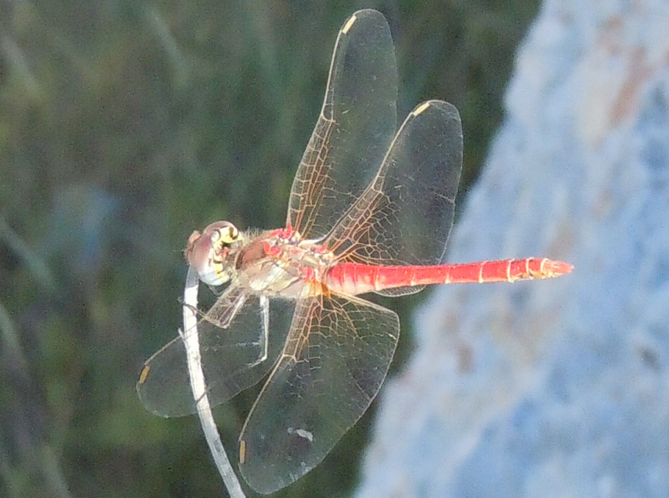 Sympetrum fonscolombii? s, maschio