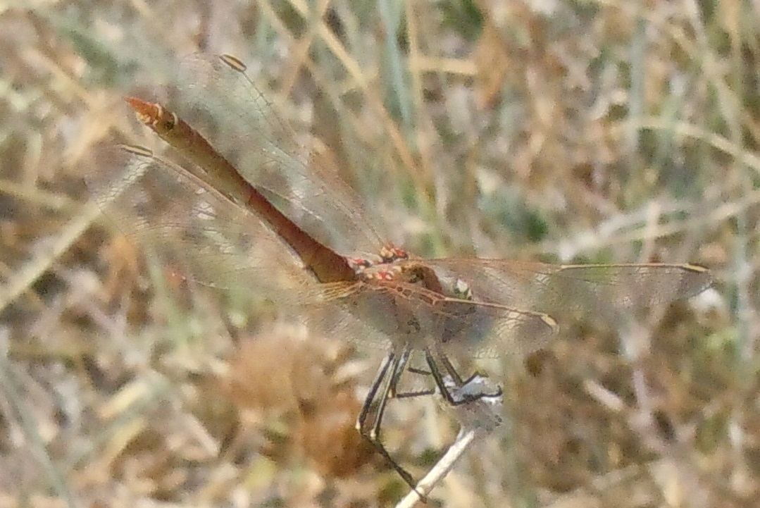 Sympetrum fonscolombii? s, maschio