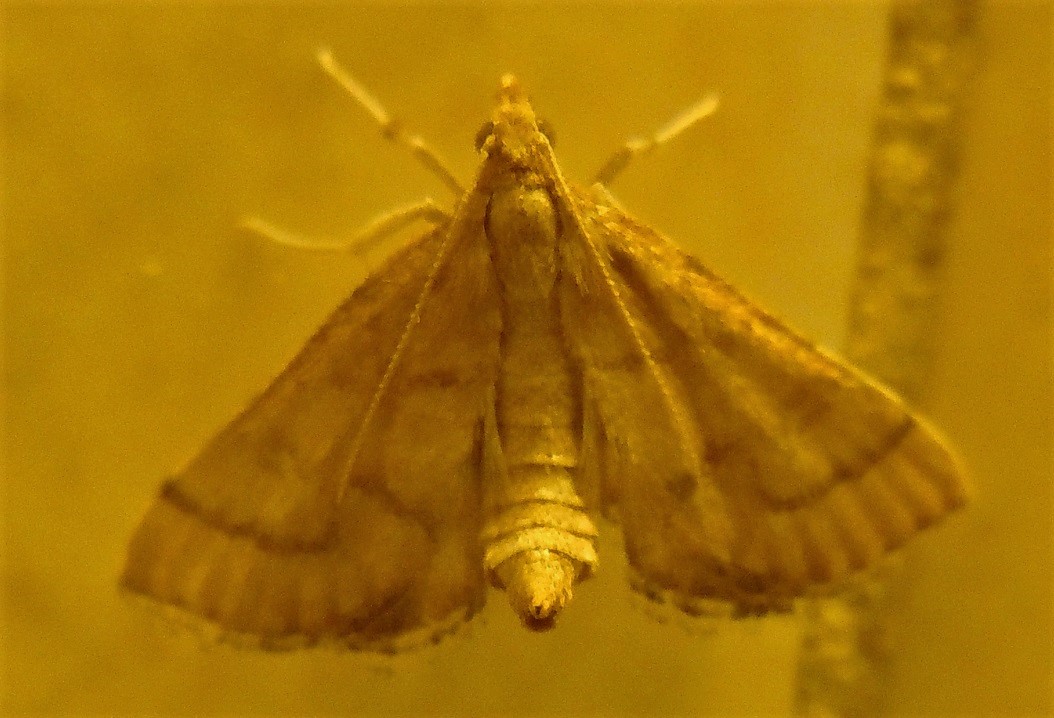 Anania crocealis? No, Metasia sp., Crambidae