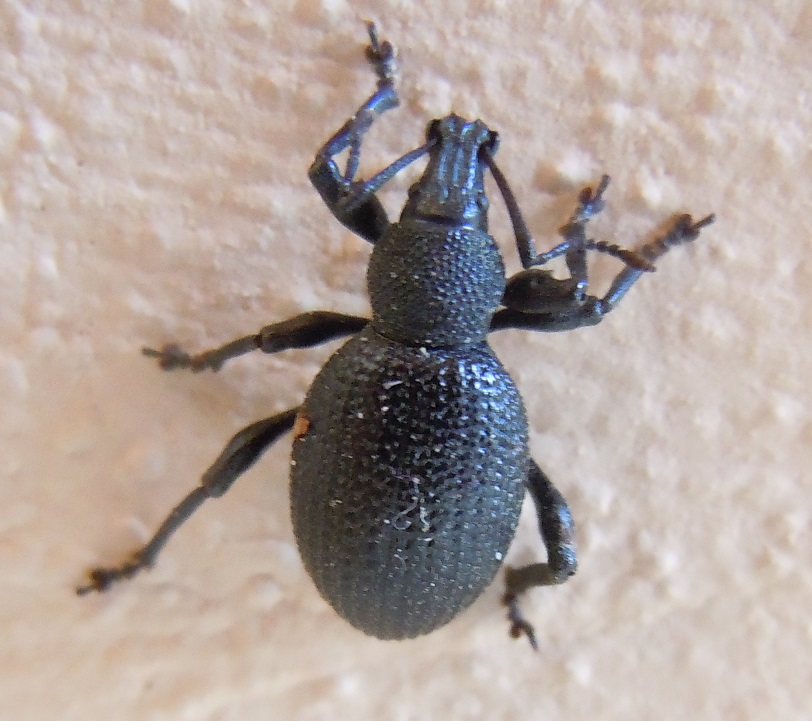 Curculionidae: Otiorhynchus armatus?   No,  Otiorhynchus lugens