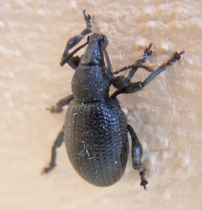 Curculionidae: Otiorhynchus armatus?   No,  Otiorhynchus lugens