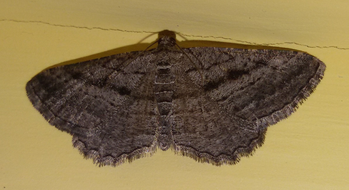 Rhoptria asperaria, Geometridae